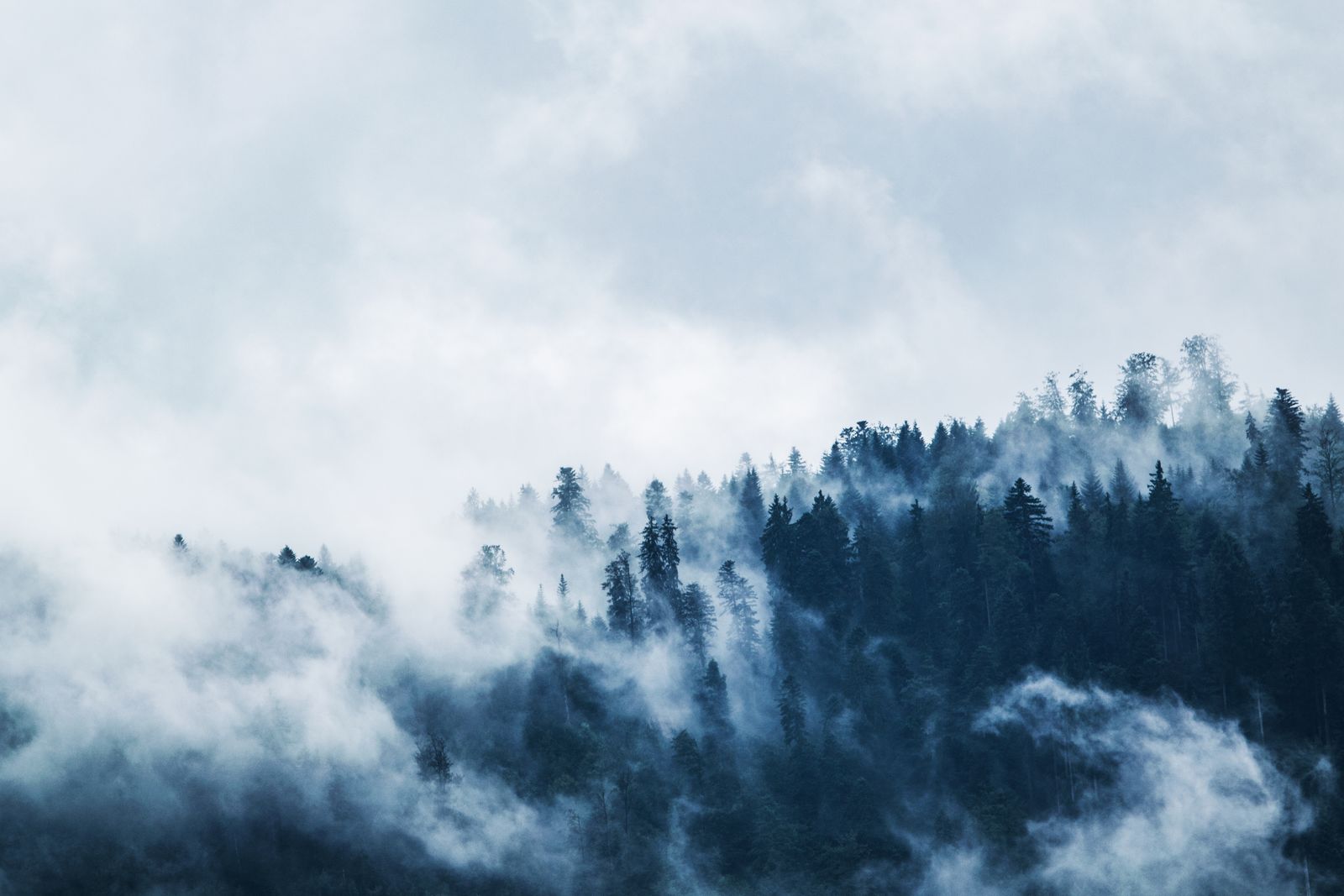 Wald